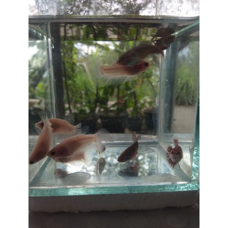 cupang besgel / cello line nemo, yellow koi, blue rim, avatar