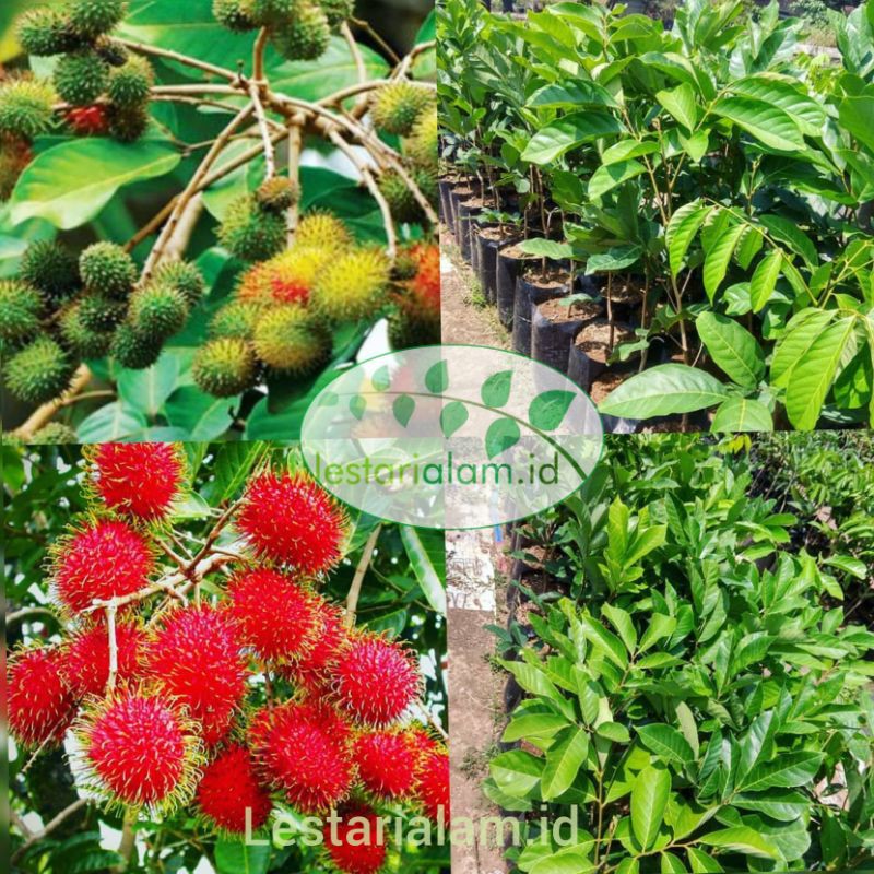 bibit buah rambutan rapiah pohon rambutan rapiah
