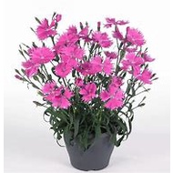 dianthus (Dianthus caryophyllus )remix - tanaman anyelir - bibit bunga dianthus ( 2 warna)