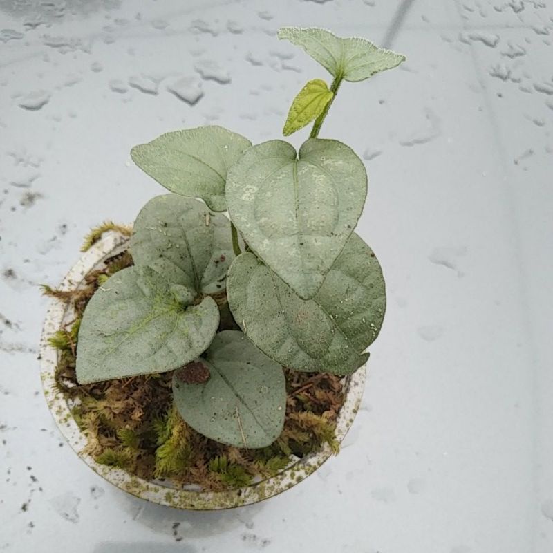 sirih Bulu silver sp landak