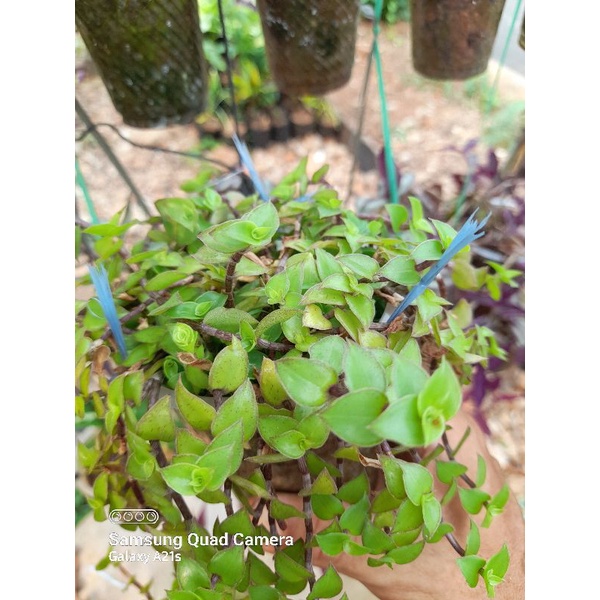 Bibit, Tanaman Hias, Tanaman Gantung, Kribo Gantung