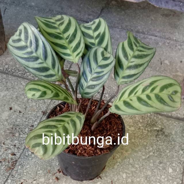Calathea peacock Kalatea sepat burle marx bibit tanaman Calathea peacock Kalatea sepat burle marx bibit tanaman