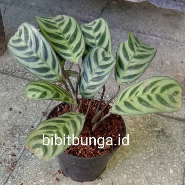  Calathea  peacock Kalatea sepat  burle marx bibit tanaman 