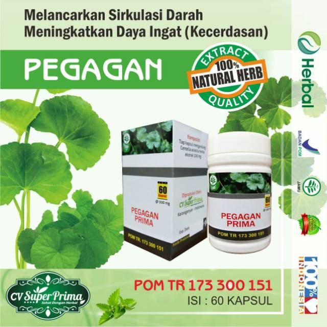 HERBAL PEGAGAN MENINGKATKAN DAYA INGAT DAN MELANCARKAN SIRKULASI DARAH