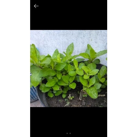 

Daun Sambung Nyawa segar 50gr