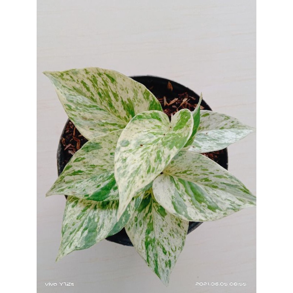 Sirih Marble Scindapsus