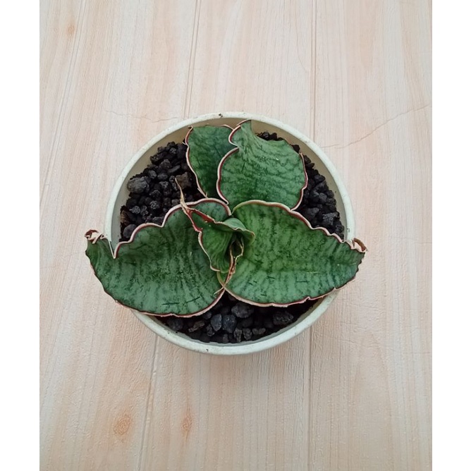 Sansevieria  Silver Blue