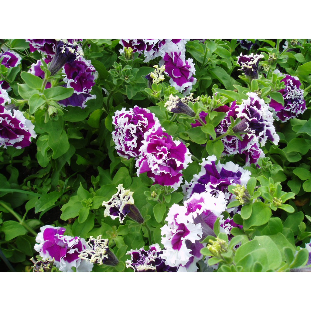 Benih-Bibit Bunga Petunia Purple Pirouette F1 (Haira Seed)