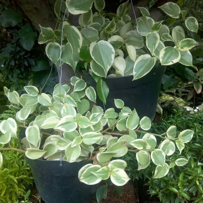 tanaman hias teplan terang bulan _paperomia terang bulan