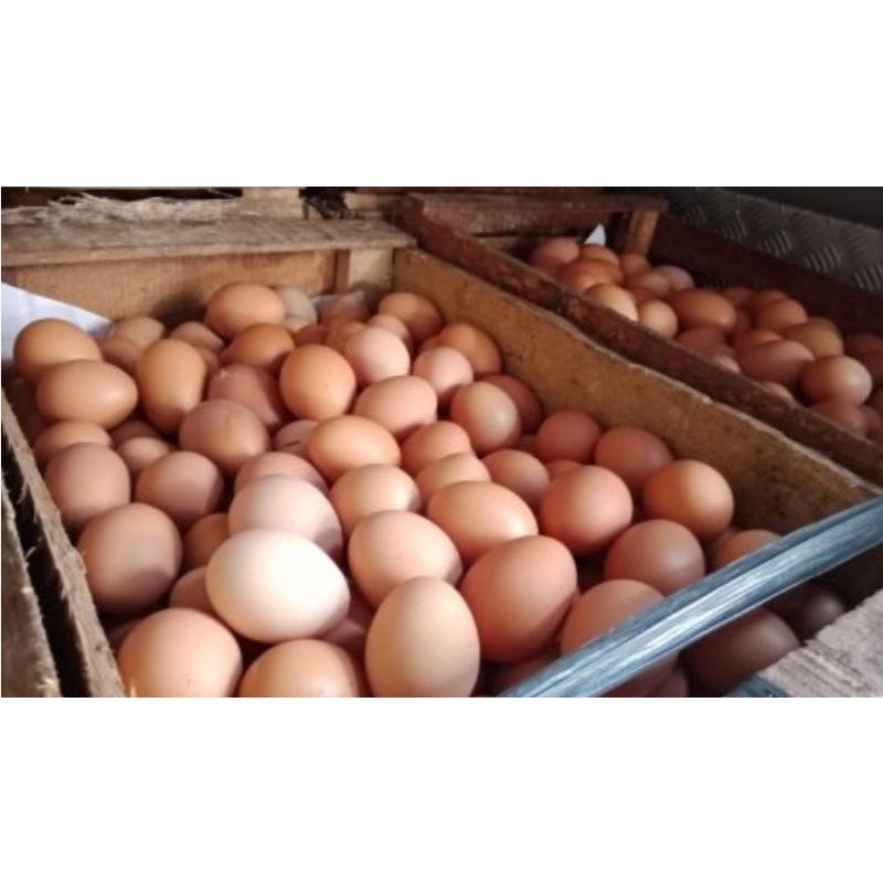 

Telur Ayam Negeri