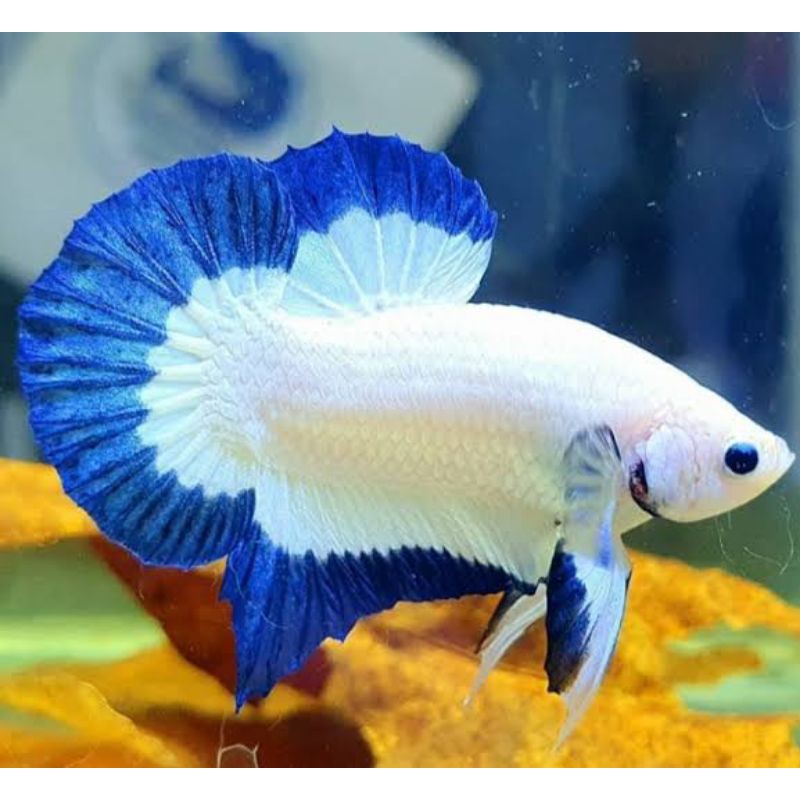 Ikan Cupang Bluerim Line Thailand Shopee Indonesia