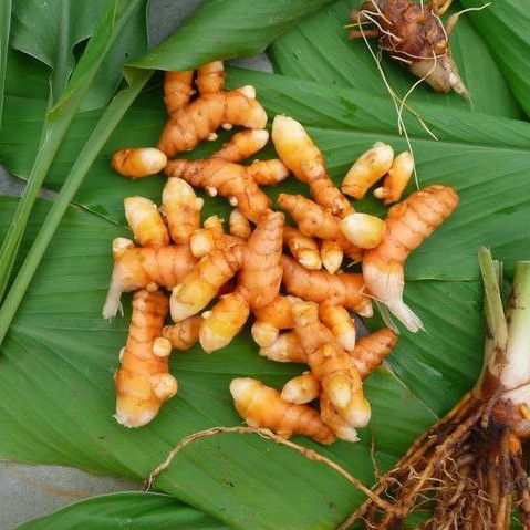 

1 KG KUNYIT KONENG KUNING BUMBU/HERBAL TANAMAN HERBAL TERBAIK