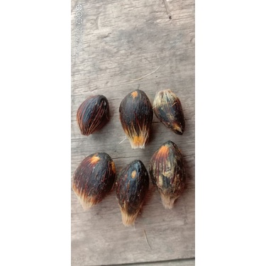 Buah kelapa sawit biji tua bibit