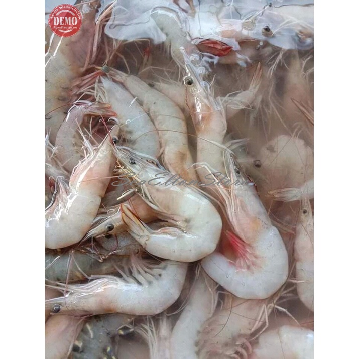 Udang Jerbung Segar Udang Segar Jerbung Laut