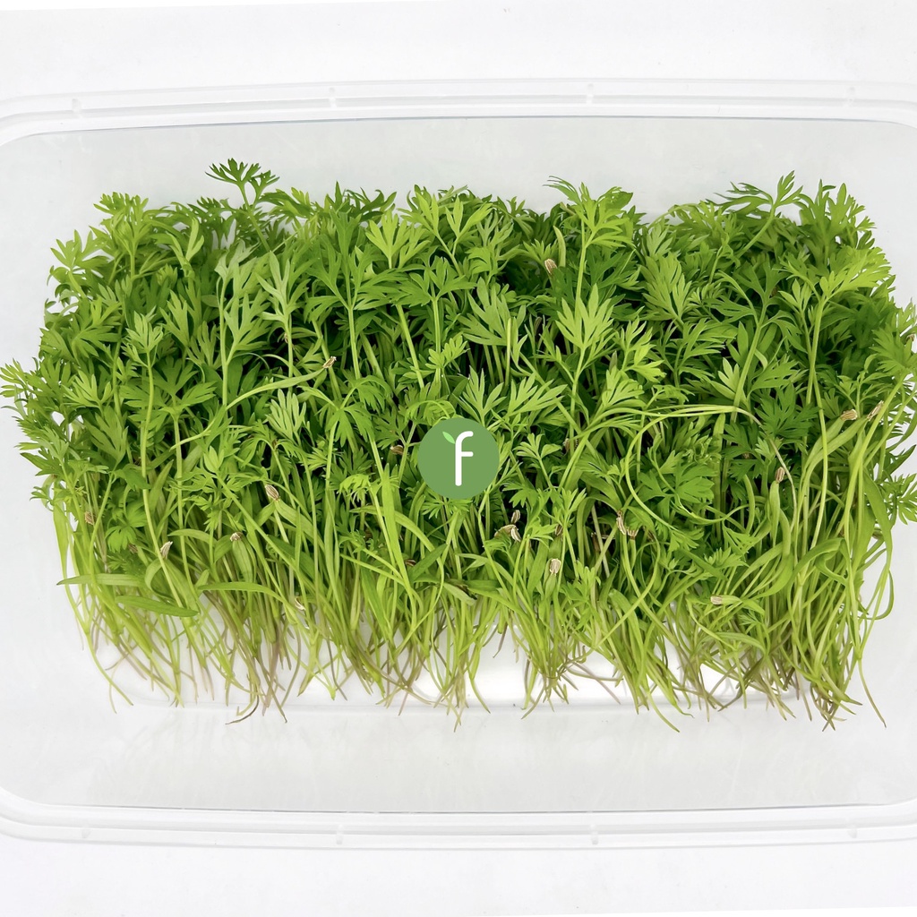 

Sayur Wortel Mikro | Carrot Fresh Microgreens