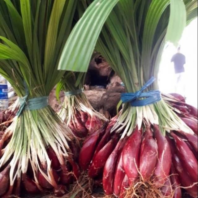 

Bawang dayak/bawang berlian