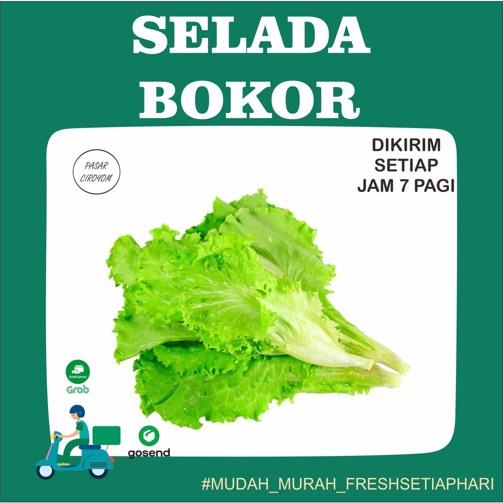 

PROMO SELADA BOKOR FRESH MURAH BANDUNG