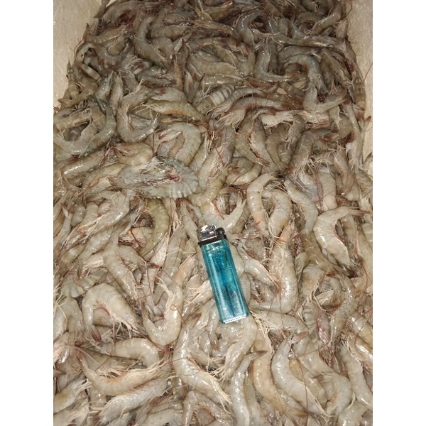 

Udang api api segar 1kg