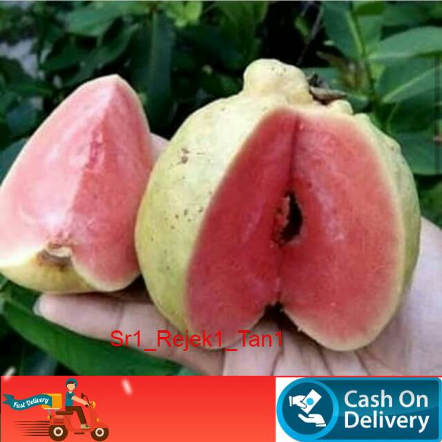 Bibit jambu kristal Merah tanpa biji/jambu kristal merah