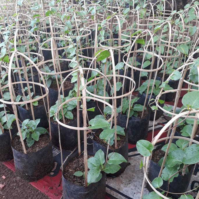 BIBIT BINAHONG DAUN BINAHONG POHON BINAHONG TANAMAN BINAHONG LARIS MURAH