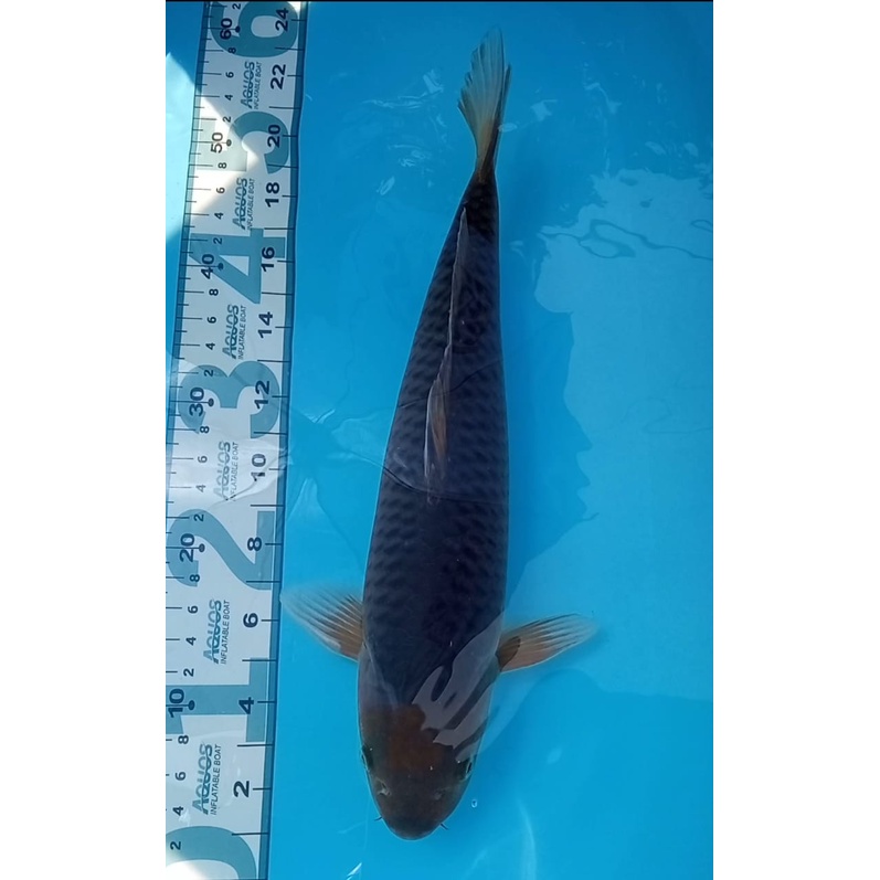 Ikan Koi Import - Chagoi 52BU - Sakai Farm Japan
