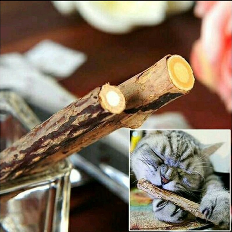Catnip Kucing Stick Snack Mainan Kucing Natural Matabi Cat Toys Catnip