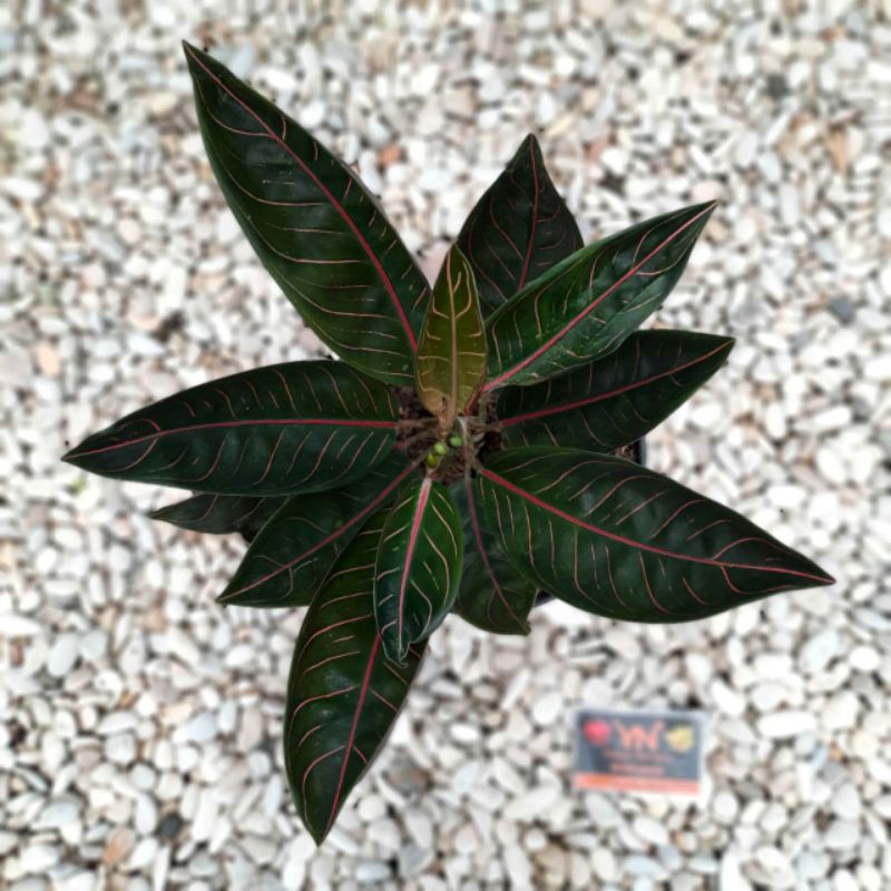 Tanaman Hias Bunga Aglaonema Murah Aglonema Black Sumatra