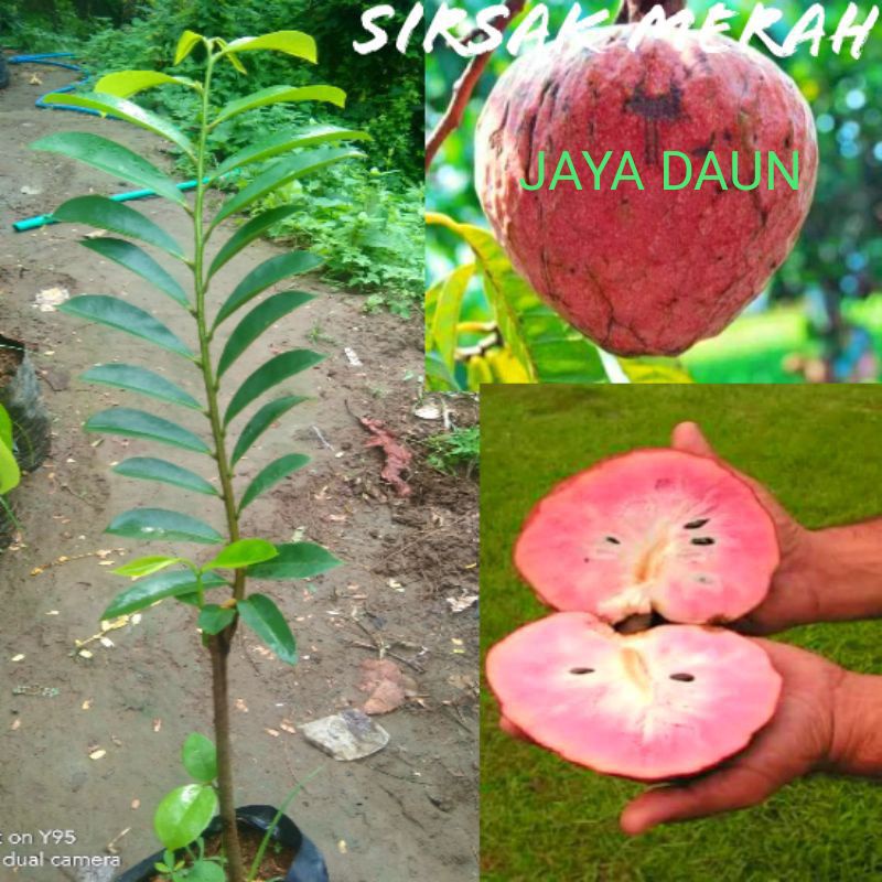 BIBIT BUAH SIRSAK MERAH OKULASI