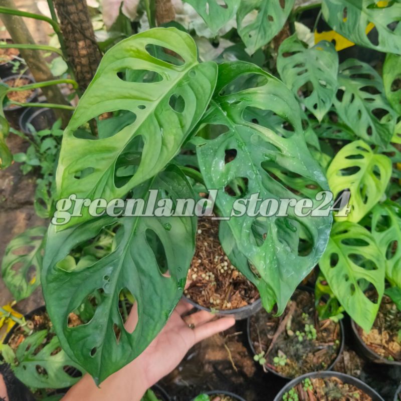 monstera acuminata - monstera - tanaman hias monstera acuminata - acuminata