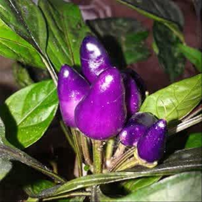 BS-BYL Bibit Cabe Hias Pelangi Benih Tanaman Sayuran Cabai Carolina Reaper Merah Bolivian Rainbow Katokkon Numex Giant Raksasa Sweet Italian Ungu Hitam-CH PURPLE CANDLE