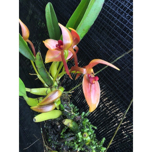 Bulbophylum rugosum red