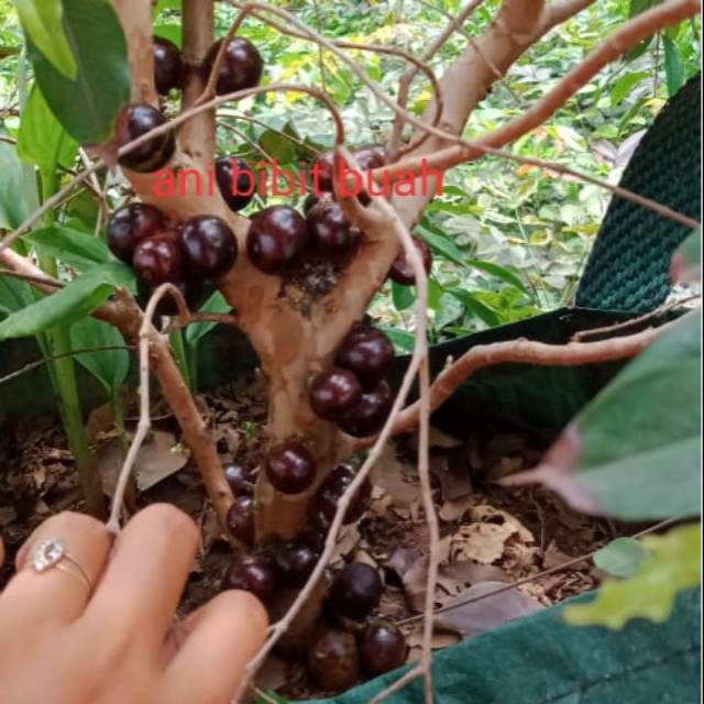 Anggur pohon preco cepat berbuah