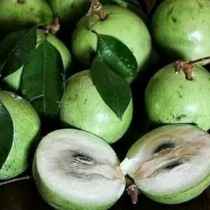 Bibit Tanaman Buah Sawo Apel / Kenitu / Sawo Durian /Sawo Ijo / Sawo Susu / Sawo Manila / Sawo Kadu