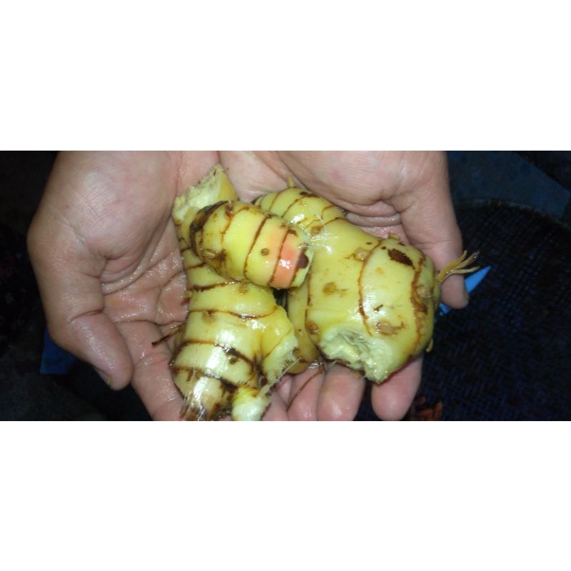 

lengkuas fresh langsung dari kebun asli Cianjur-Lc sayur online
