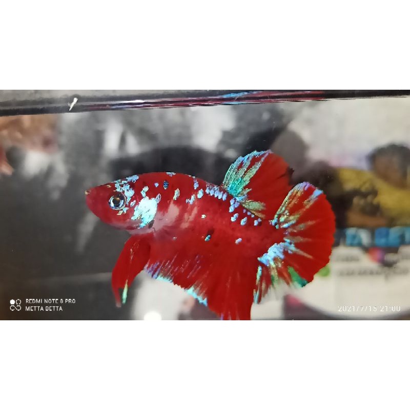 Cupang Red Koi Line IRON MAN