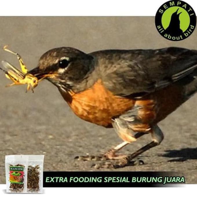 Hot Sale Belalang Kering R Fam Jaya Pakan Burung Murai Kacer Anis