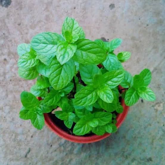 Daun Strong Mint Tanaman Hidup Herbal Bisa dimakan