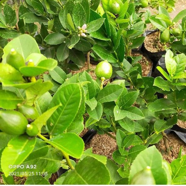 Bibit Buah Jeruk Lemon Berbuah Bibit Tanaman Buah Jeruk Lemon Berbuah Atau Berbunga