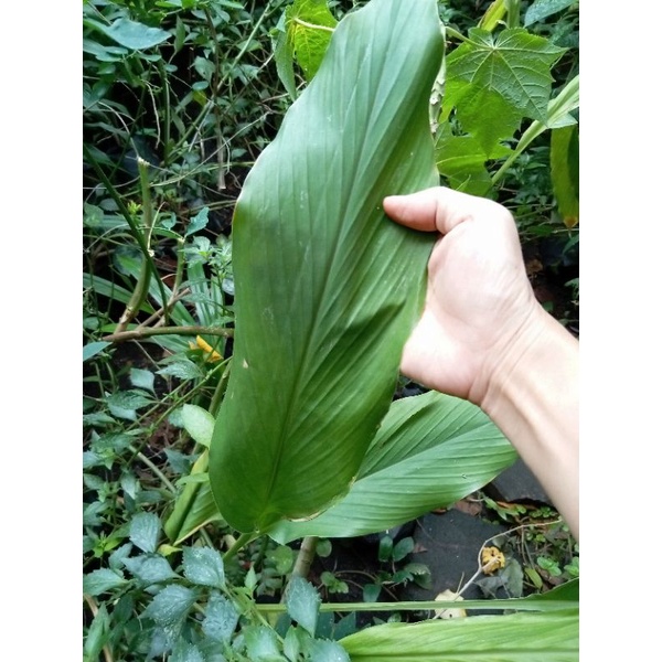 

Daun kunyit rempah bumbu segar
