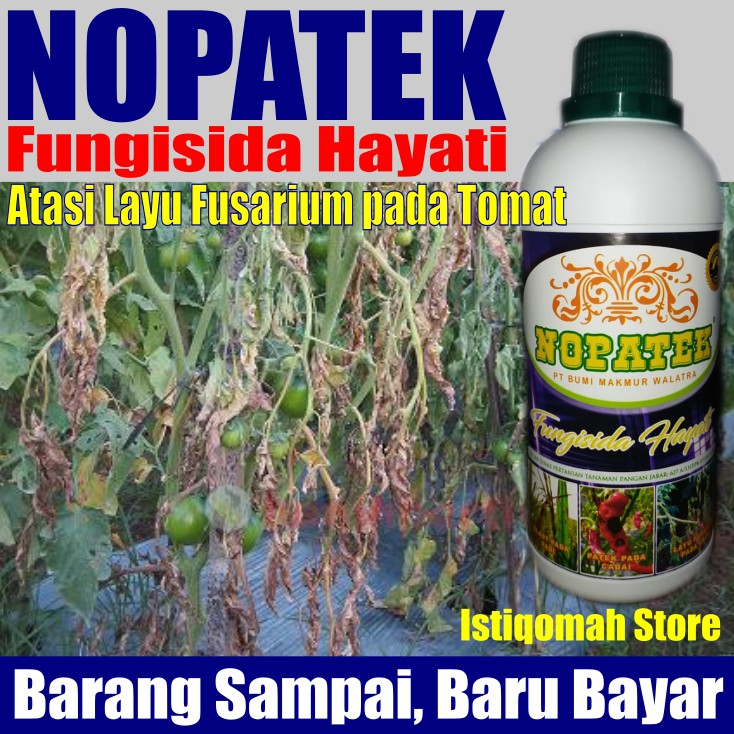 NOPATEK Fungisida Hayati Obat Hama Mengatasi Layu Fusarium pada Tanaman Terong Paling Ampuh &amp; Manjur