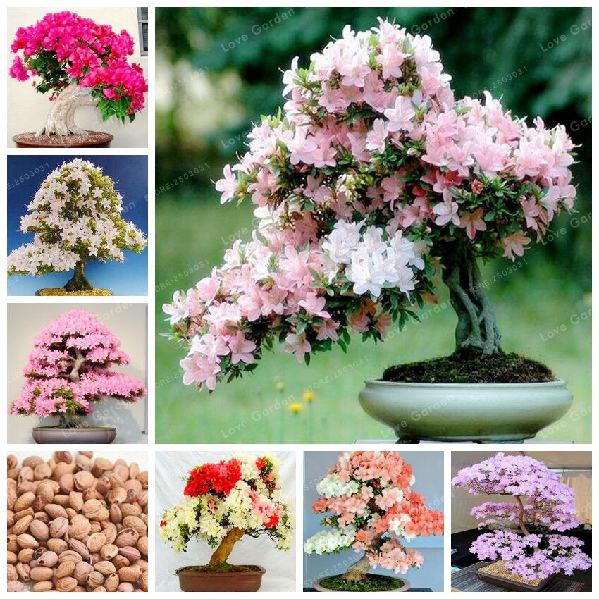 Bibit Bunga Sakura Bahan bonsai Hasil Indukan Import