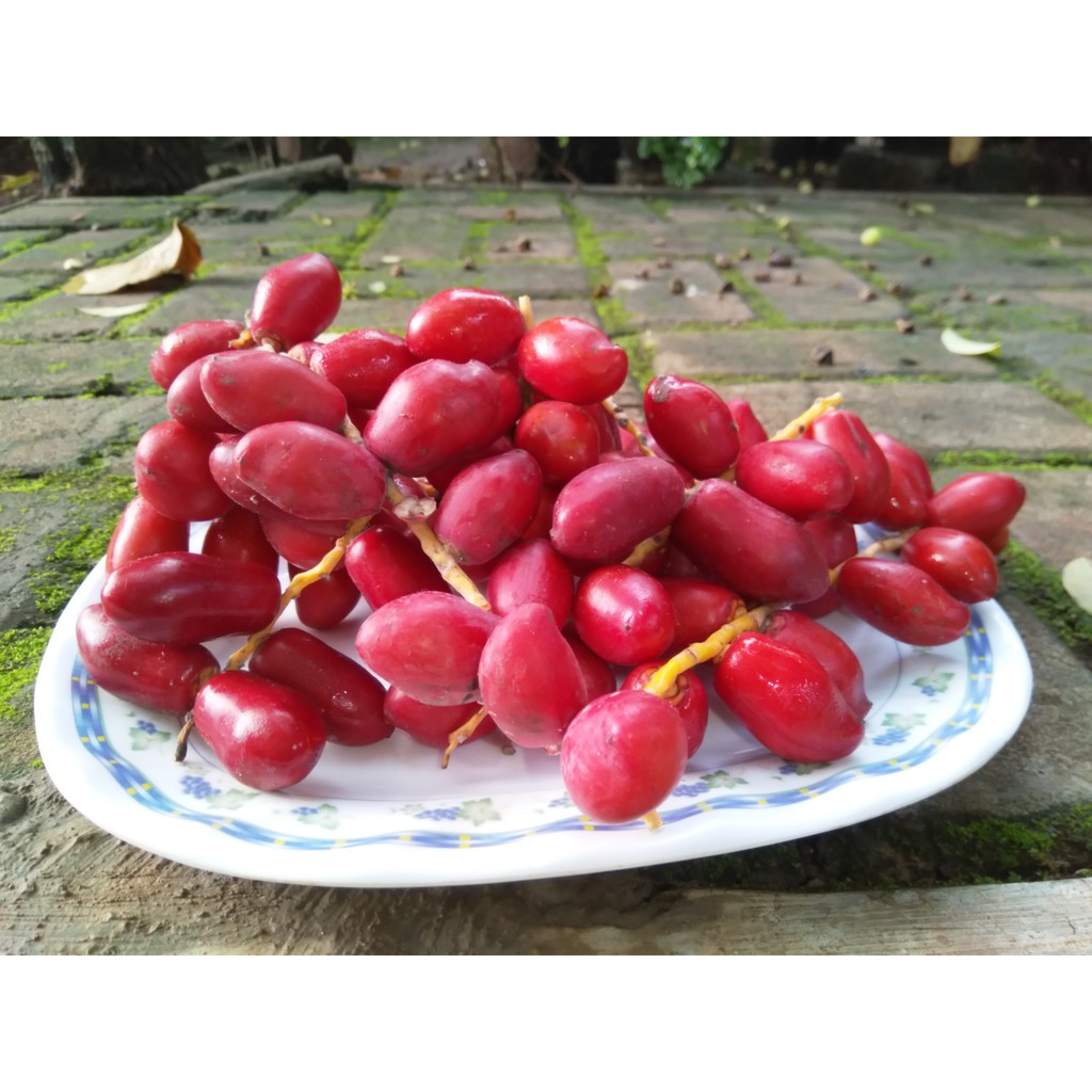 

Kurma Muda Kurma Muda merah Kurma Muda fresh Kurma muda promil Fresh Dates Ruthob Kurma muda