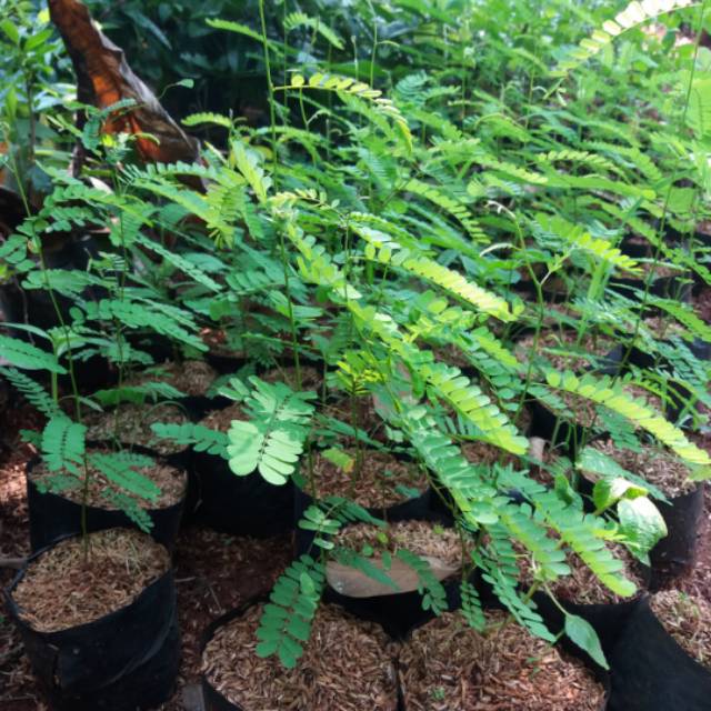 Tanamam Herbal Pohon Saga / Pohon Saga Herbal