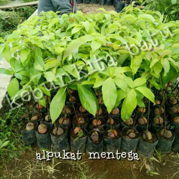 BIBIT ALPUKAT MENTEGA MERAH