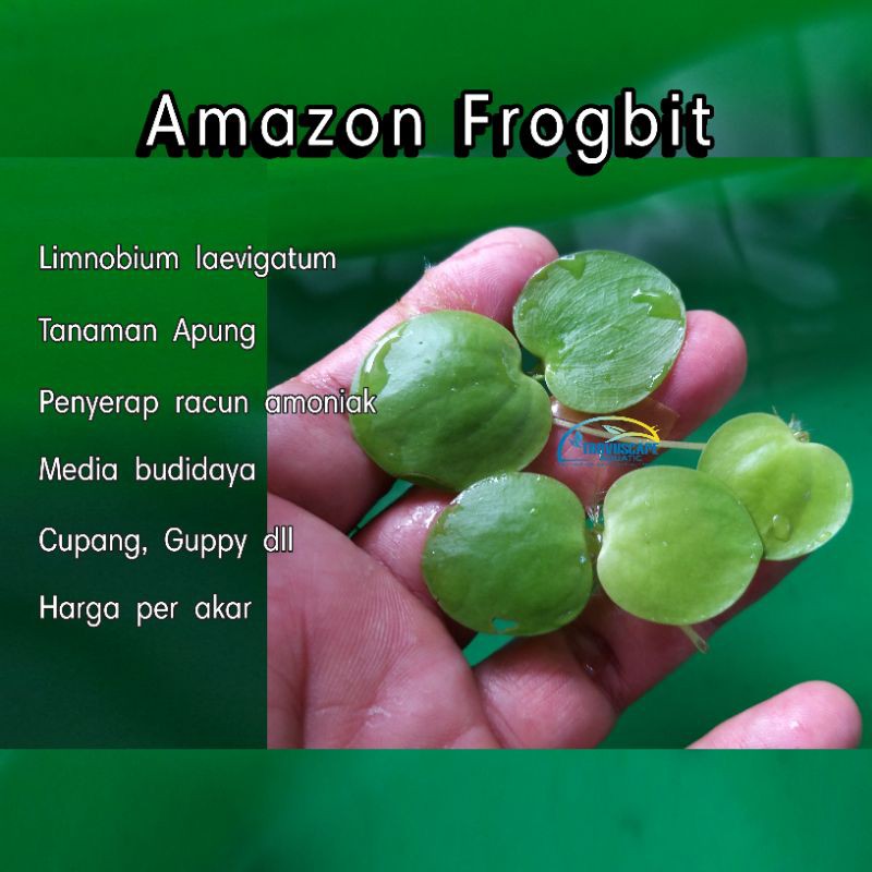  Amazon  Frogbit  25pcs tanaman air apung media budidaya  