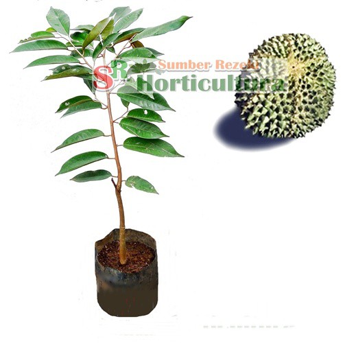 Durian DURI HITAM