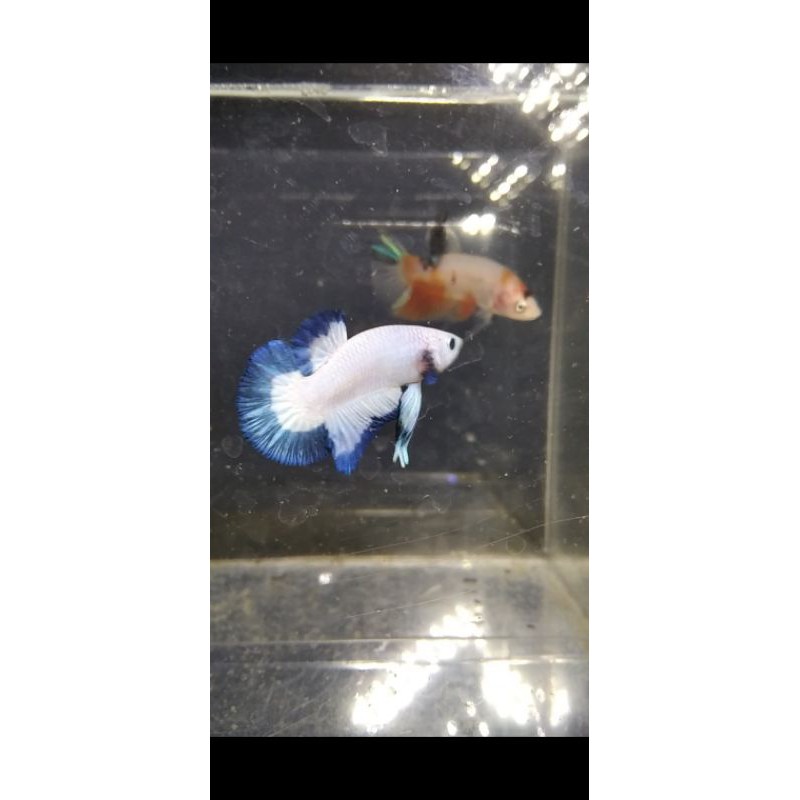 Cupang Blue rim Clean Body