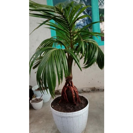 Bonsai kelapa unik umur 3 tahun