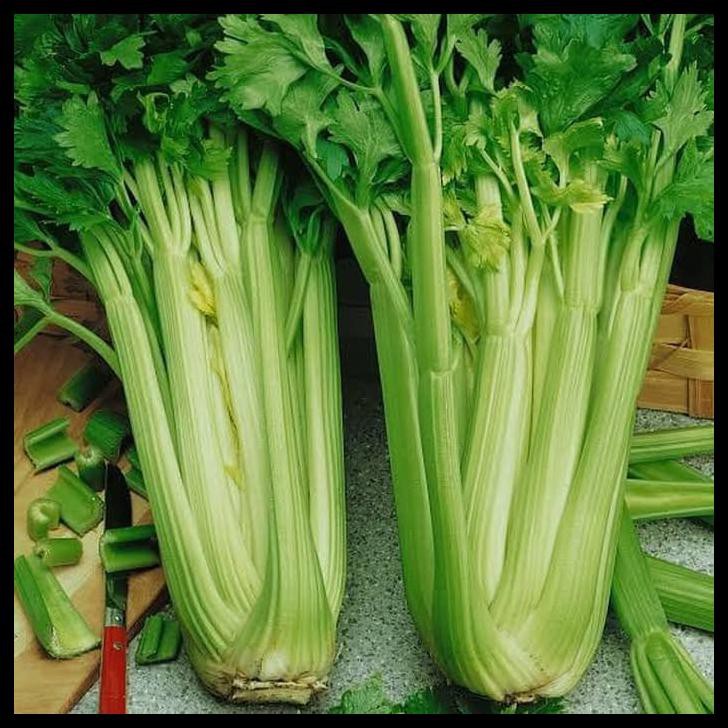 BENIH BIBIT BIJI - SELEDRI BATANG BESAR JUMBO CELERY STALK - IMPORT