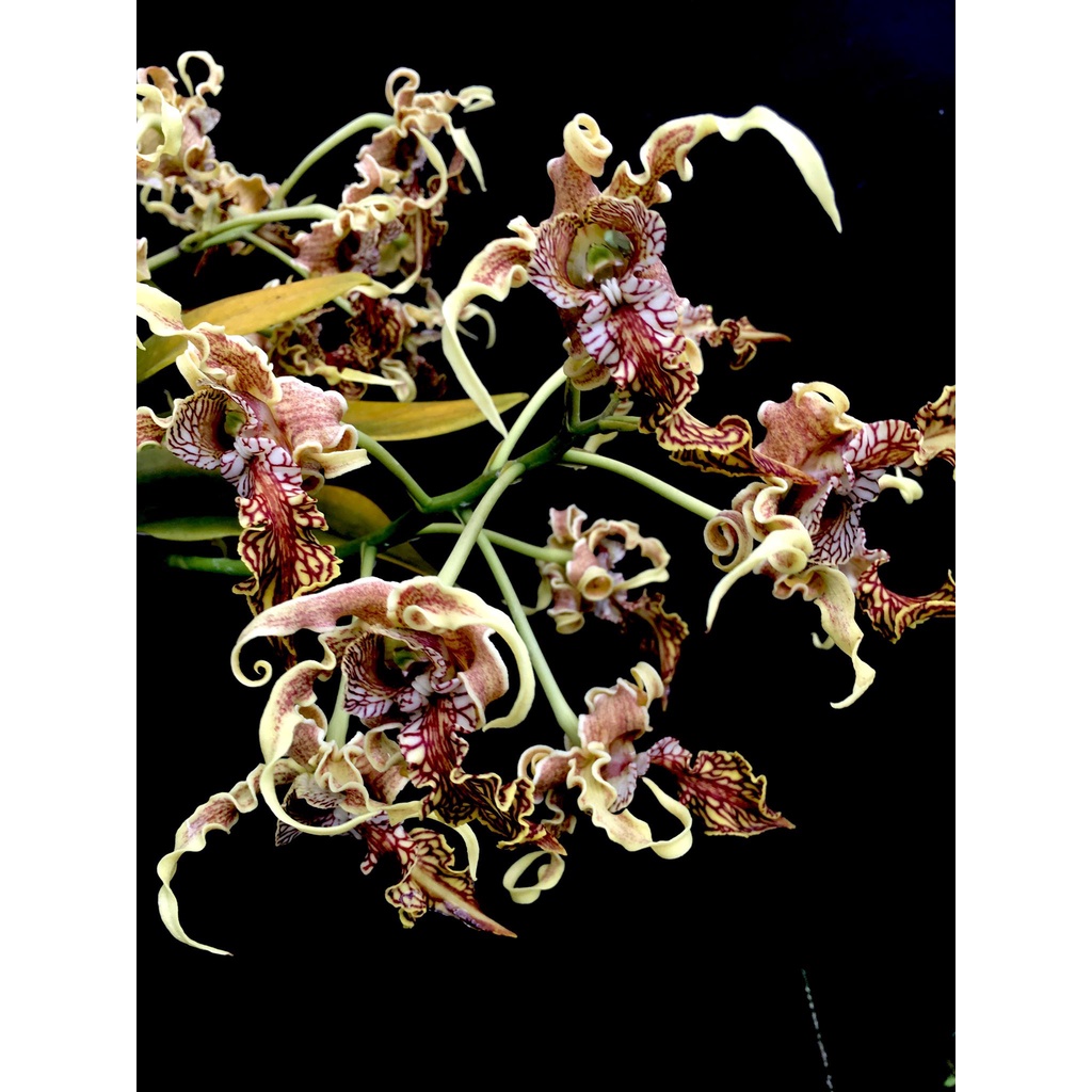 Dendrobium Spectabile